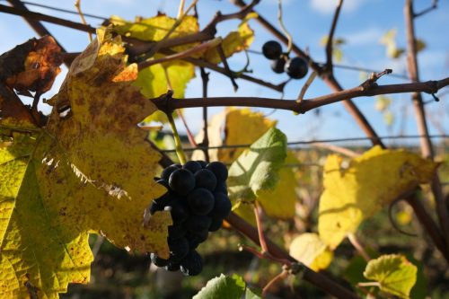 ingeborg-korme-BFO9z4pQLfw-unsplash